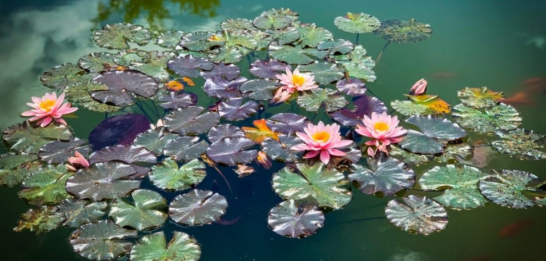 Algen im Gartenteich So bleibt das Wasser algenfrei! bauenwir.de