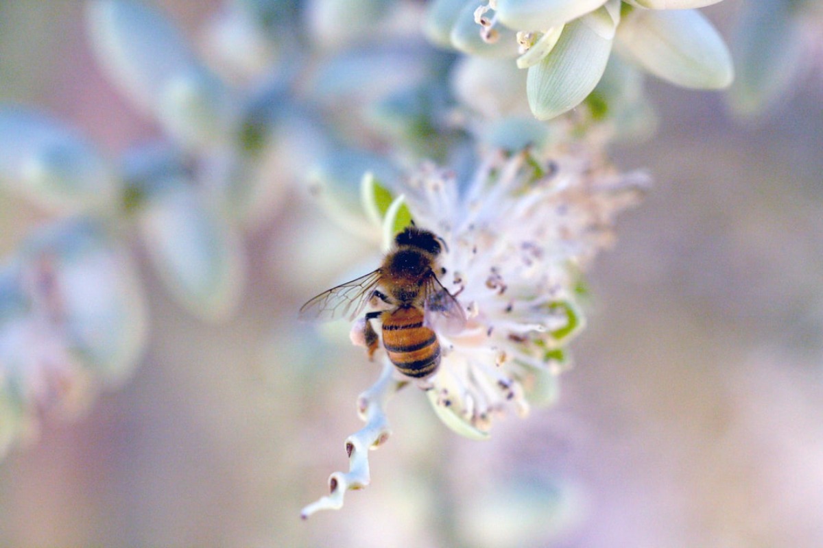 Garten insektenfreundlich, innen umweltfreundlich insektenfrei